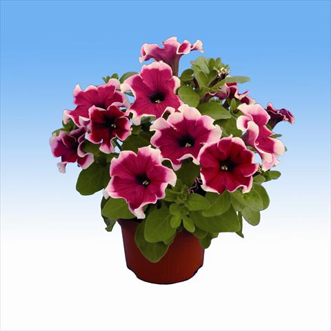 photo of flower to be used as: Basket / Pot Petunia Viva Purple Picotee