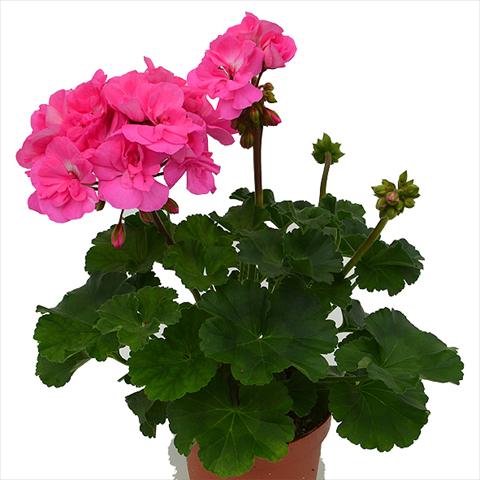 photo of flower to be used as: Pot Pelargonium peltatum Candy Idols Pink Lovely