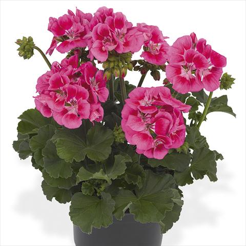 photo of flower to be used as: Pot Pelargonium peltatum Candy Idols Pink Parfait
