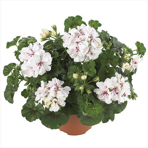 photo of flower to be used as: Pot Pelargonium peltatum Dancing Idols Royal White