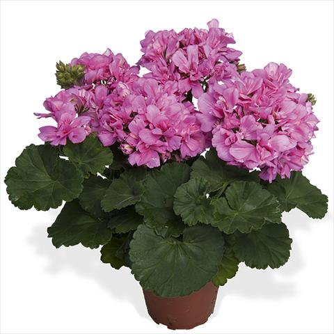 photo of flower to be used as: Pot Pelargonium interspecific Dixieland Dixieland Pink