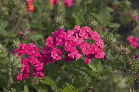 photo of flower to be used as: Bedding / border plant Verbena Vegas