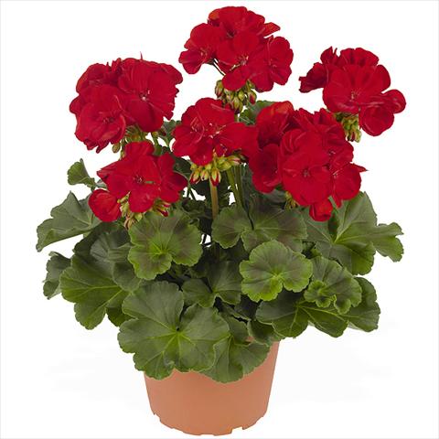photo of flower to be used as: Pot Pelargonium zonale Master Idols Dark Red
