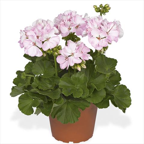 photo of flower to be used as: Pot Pelargonium zonale Master Idols Soft Pink