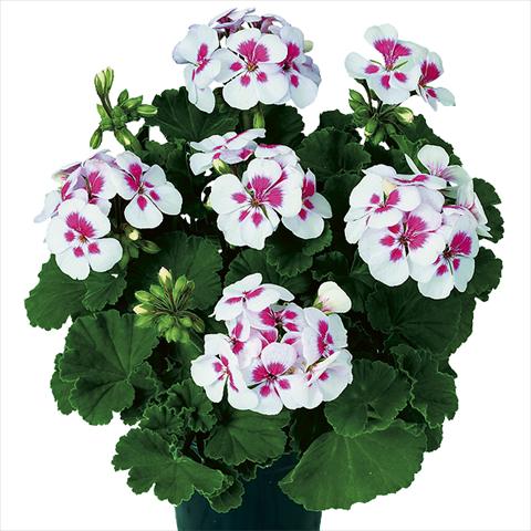 photo of flower to be used as: Pot Pelargonium zonale Pop Idols White Parfait