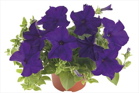 photo of flower to be used as: Bedding pot or basket Petunia x hybrida Fortunia Blue