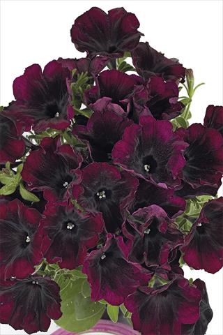 photo of flower to be used as: Bedding pot or basket Petunia x hybrida Fortunia Burgundy