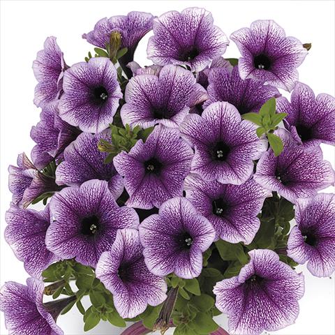 photo of flower to be used as: Bedding pot or basket Petunia x hybrida Fortunia Early Blue Vein