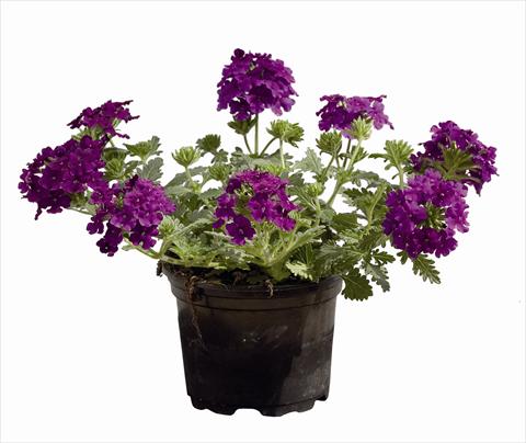photo of flower to be used as: Basket / Pot Verbena Vegas Versace Purple