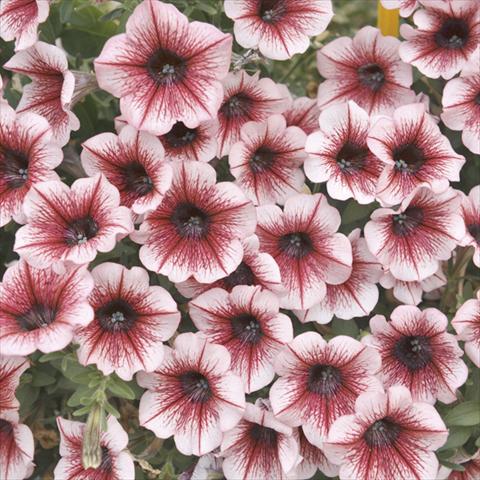 photo of flower to be used as: Bedding pot or basket Petunia x hybrida Fortunia Early Burgundy Vein