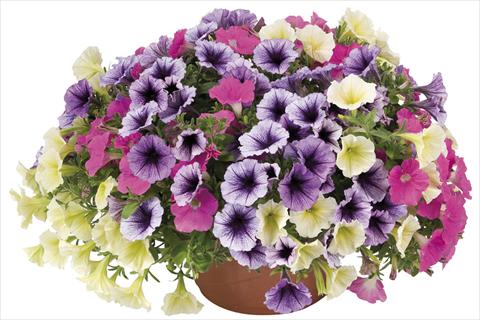 photo of flower to be used as: Bedding pot or basket Petunia x hybrida Fortunia Early Candy Mix