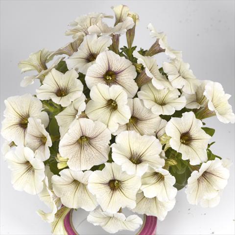 photo of flower to be used as: Bedding pot or basket Petunia x hybrida Fortunia Early Cream