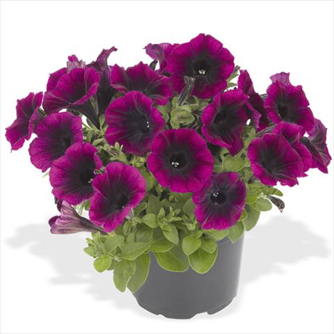 photo of flower to be used as: Bedding pot or basket Petunia x hybrida Fortunia Early Deep Rasberry
