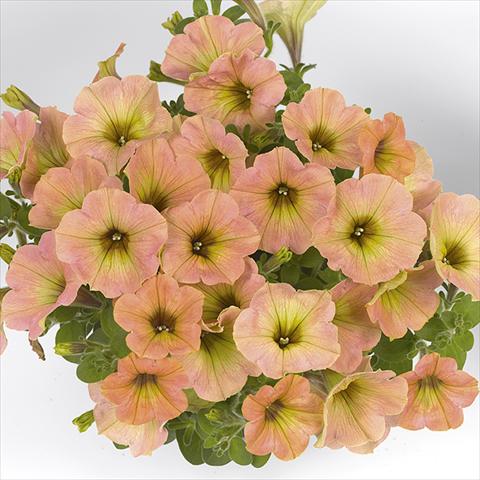 photo of flower to be used as: Bedding pot or basket Petunia x hybrida Fortunia Early Peach