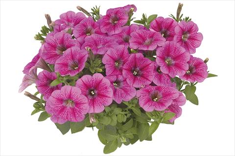 photo of flower to be used as: Bedding pot or basket Petunia x hybrida Fortunia Early Pink