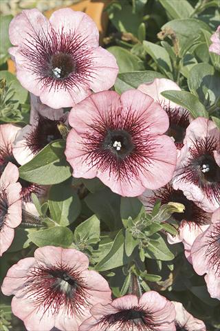 photo of flower to be used as: Bedding pot or basket Petunia x hybrida Fortunia Early Plum