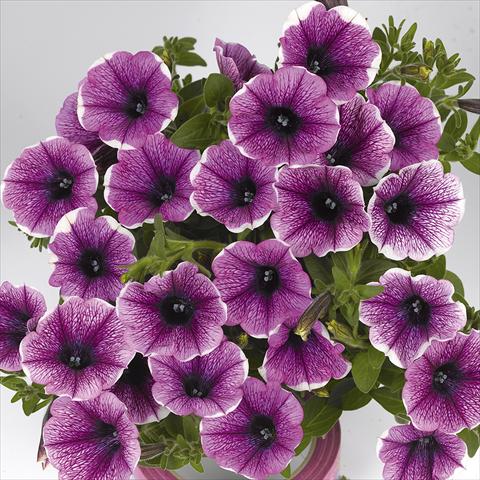 photo of flower to be used as: Bedding pot or basket Petunia x hybrida Fortunia Early White Merlot