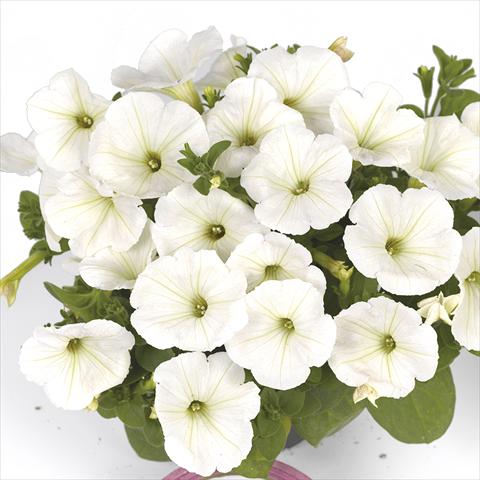 photo of flower to be used as: Bedding pot or basket Petunia x hybrida Fortunia Early White