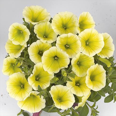 photo of flower to be used as: Bedding pot or basket Petunia x hybrida Fortunia Early Yellow
