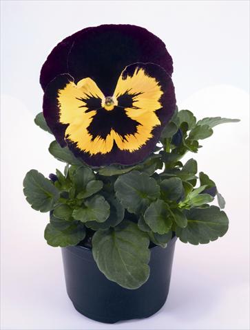 photo of flower to be used as: Bedding / border plant Viola wittrockiana Alpha Yellow Duet
