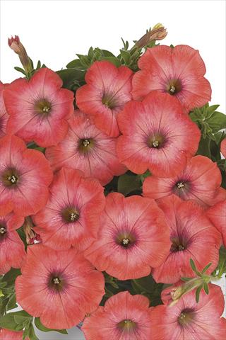 photo of flower to be used as: Bedding pot or basket Petunia x hybrida Fortunia Fresh Orange