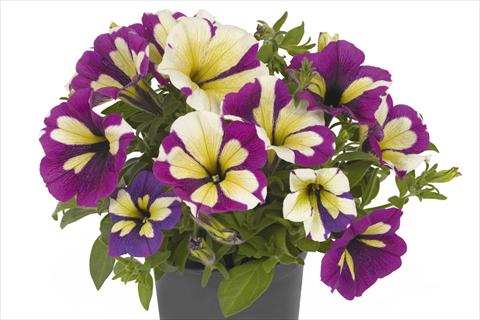 photo of flower to be used as: Bedding pot or basket Petunia x hybrida Fortunia Lavender Star