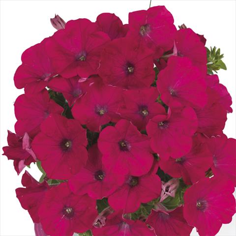 photo of flower to be used as: Bedding pot or basket Petunia x hybrida Fortunia Neon