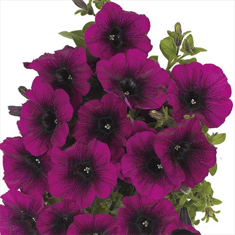 photo of flower to be used as: Bedding pot or basket Petunia x hybrida Fortunia Purple