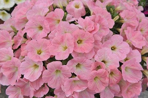 photo of flower to be used as: Bedding pot or basket Petunia x hybrida Fortunia Soft Pink