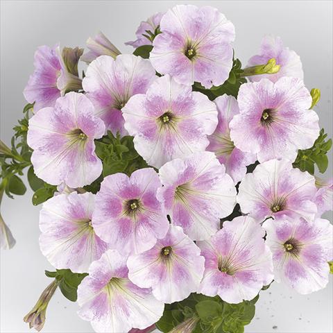 photo of flower to be used as: Bedding pot or basket Petunia x hybrida Fortunia White Rose