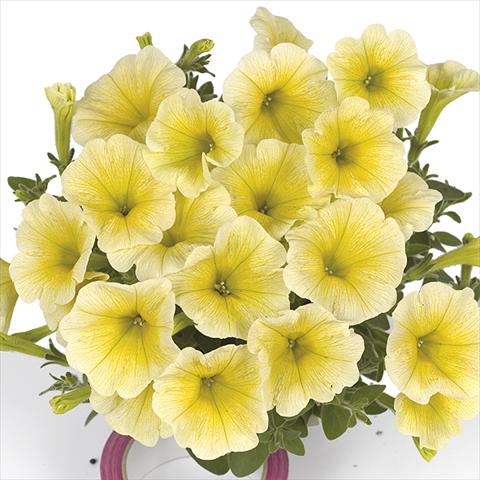 photo of flower to be used as: Bedding pot or basket Petunia x hybrida Fortunia Yellow