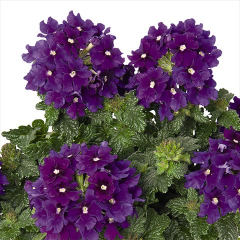 photo of flower to be used as: Pot and bedding Verbena hybrida Lindolena Blue