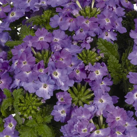 photo of flower to be used as: Pot and bedding Verbena hybrida Lindolena Denim Blue