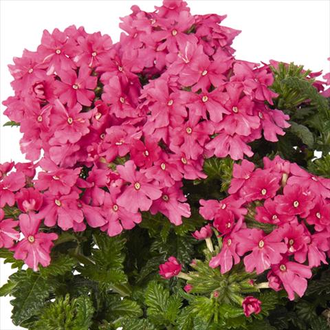 photo of flower to be used as: Pot and bedding Verbena hybrida Lindolena Hot Pink