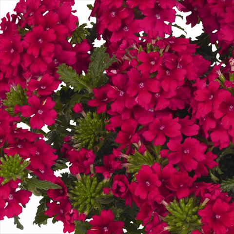 photo of flower to be used as: Pot and bedding Verbena hybrida Lindolena Neon