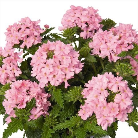 photo of flower to be used as: Pot and bedding Verbena hybrida Lindolena Pink