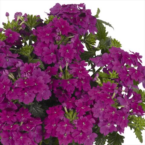 photo of flower to be used as: Pot and bedding Verbena hybrida Lindolena Purple