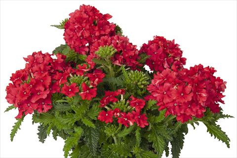 photo of flower to be used as: Pot and bedding Verbena hybrida Lindolena Red