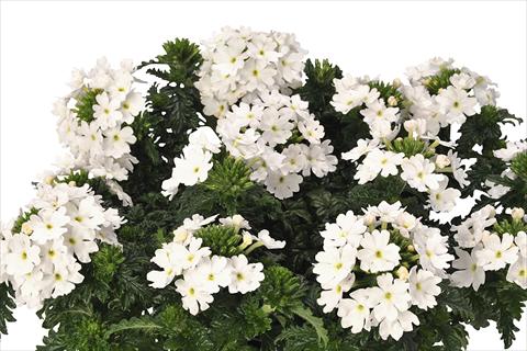 photo of flower to be used as: Pot and bedding Verbena hybrida Lindolena White