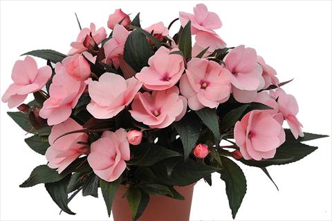 photo of flower to be used as: Bedding pot or basket Impatiens Nuova Guinea Tamarinda Soft Pink
