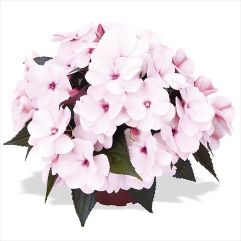 photo of flower to be used as: Bedding pot or basket Impatiens Nuova Guinea Tamarinda White Blush