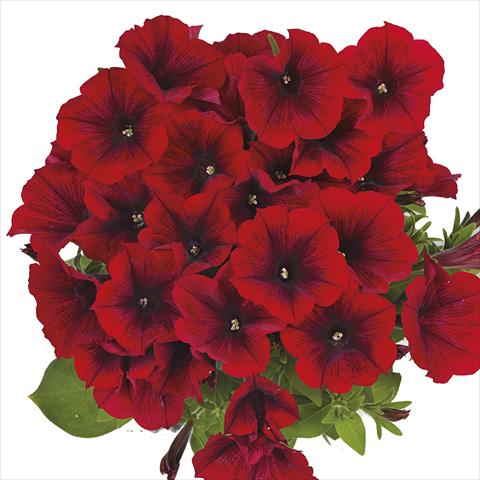 photo of flower to be used as: Bedding pot or basket Petunia x hybrida Fortunia Early Red