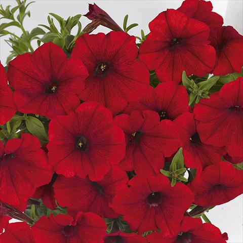 photo of flower to be used as: Bedding pot or basket Petunia x hybrida Fortunia Red