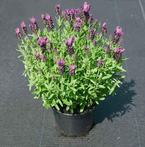 photo of flower to be used as: Bedding / border plant Lavandula stoechas Little Bee Deep Purple