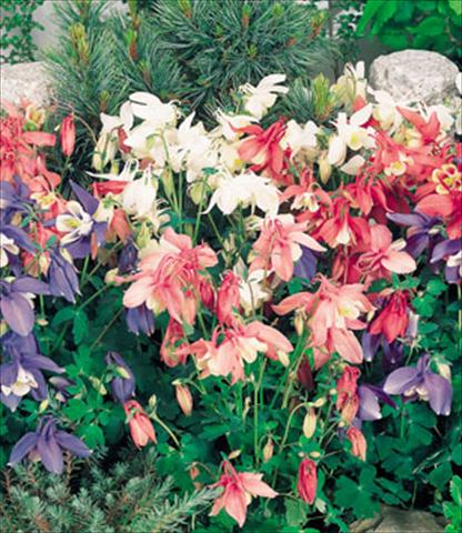 photo of flower to be used as: Pot and bedding Aquilegia hybrida Spring Magic Mix