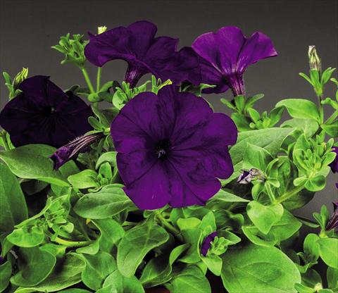 photo of flower to be used as: Pot and bedding Petunia hybrida Success Blue