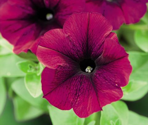 photo of flower to be used as: Pot and bedding Petunia hybrida Success Burgundy