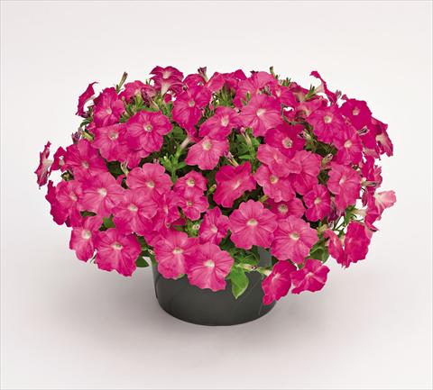 photo of flower to be used as: Pot and bedding Petunia hybrida Success Pink