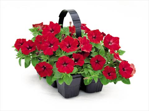 photo of flower to be used as: Pot and bedding Petunia hybrida Success Red