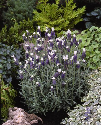 photo of flower to be used as: Bedding / border plant Lavandula stoechas Little Bee Blue White Improved